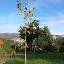 Ein neuer Baum und die neue Hecke in unserem Garten