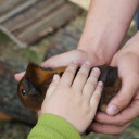 Pi mal Daumen_Einzug Meerschweinchen 7