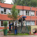 Die Bäumchen wurden einige Tage vor dem Bäumchenfest gepflanzt.