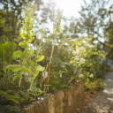 Beet im Garten