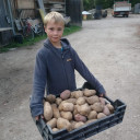Kartoffelprojekt Kieselsteine