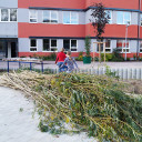 Die geschnittenen Weidenruten vor dem Pergola-Bau.